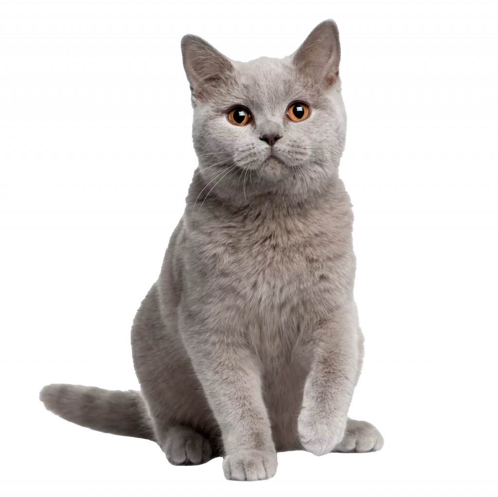 Sitzende graue Katze mit braunen Augen die eine Pfote hebt